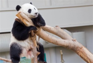 马来西亚国家动物园入门票与熊猫馆[KK_33214]