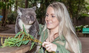 澳洲 【澳洲必游景点】悉尼考拉公园 ( Koala Park Sanctuary ) 门票[KK_7304]