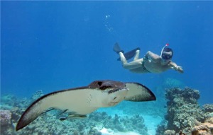 印尼峇里岛烏布  蓝梦岛和佩尼达岛浮潜之旅体验[KK_134246]
