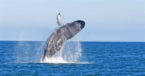 일본 오키나와 | 케라마제도 고래와칭 투어 | 나하, 차탄 출발 [KK_20223]