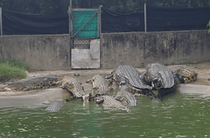 马来西亚 哥打基纳巴卢 和韩国导游一起的 Duaran 鳄鱼农场旅游 [WG_111434]