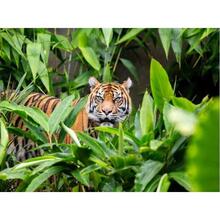 호주 시드니: 왕복 페리 및 케이블카가 포함된 타롱가 동물원 티켓 [GG_t428858]