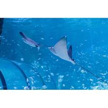 National Aquarium Scuba Diving Experience in Abu Dhabi, United Arab Emirates [TI_p1032975]