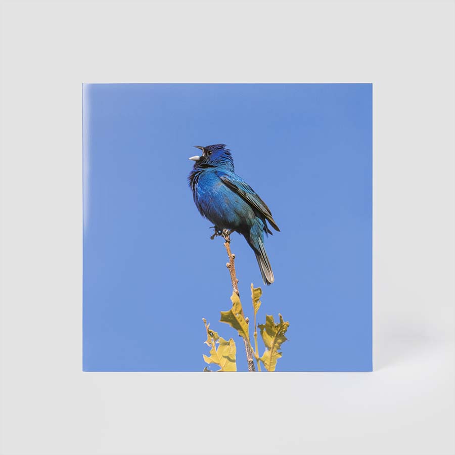 윤지영 - EP 앨범 [Blue bird] (LP)