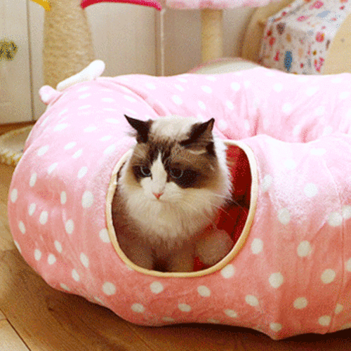 고양이 터널