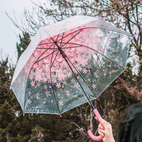 잔잔한 꽃잎 우산