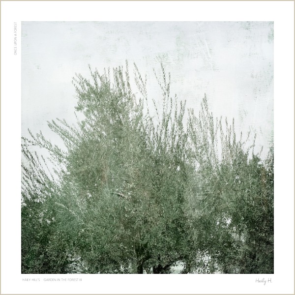 The Wind no.02 : Olive Tree