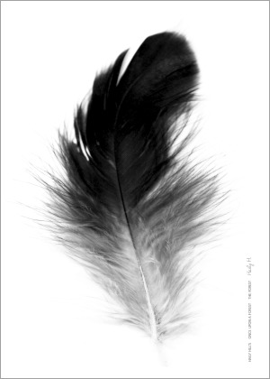 Feather no.01