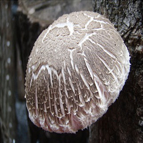 (지리산표고버섯) 참나무향 생표고버섯1kg