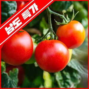 [남도특가]탄력있는 붉은 자연후숙 완숙토마토