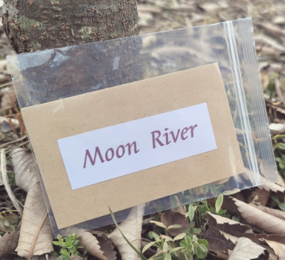 문 리버 (Moon River)문 리버 (Moon River)