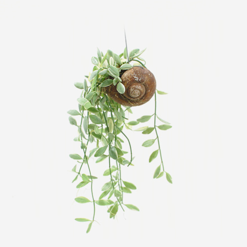 Dischidia Oiantha Variegata(Escargot) - Houseplants or Indoorplants