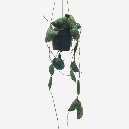 Hoya Imbricata - Houseplants or Indoorplants