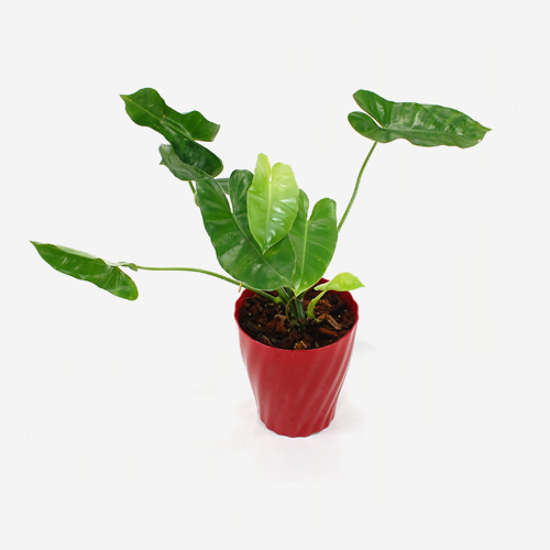 Philodendron Burle Marx - Houseplants or Indoorplants