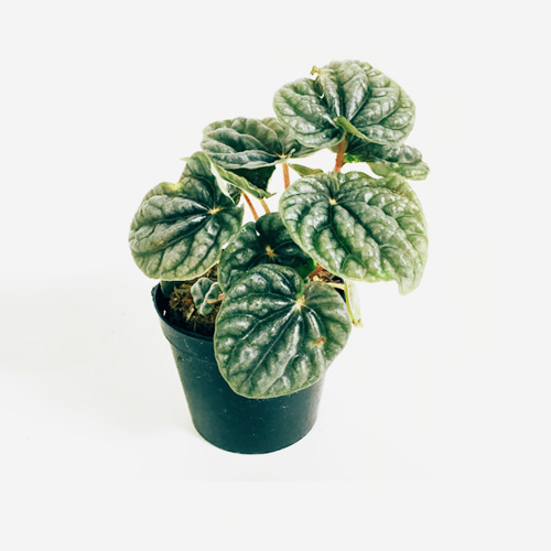 Peperomia Caperata - Houseplants or Indoorplants