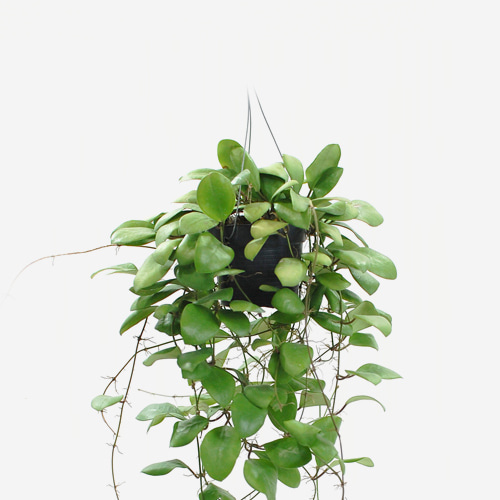 Hoya Lucardenasiana - Houseplants or Indoorplants