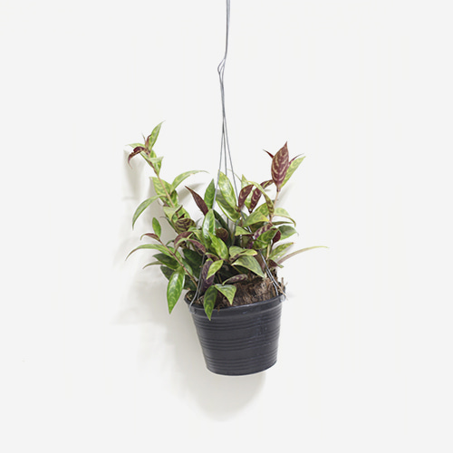 Aeschynanthus Longicaulis - Houseplants or Indoorplants