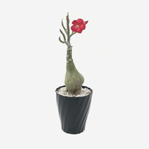 Desert Rose Bonsai Adenium