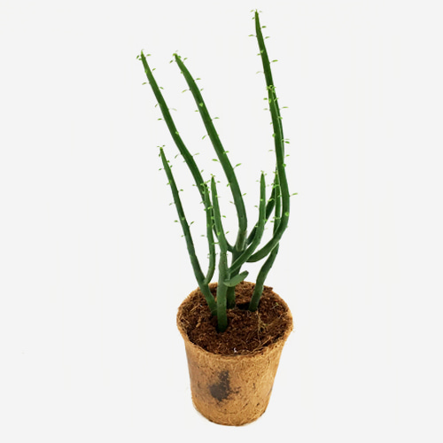 Euphorbia Alluaudii