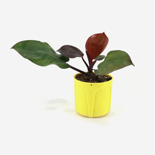 Philodendron Tropical Sunrise(B)