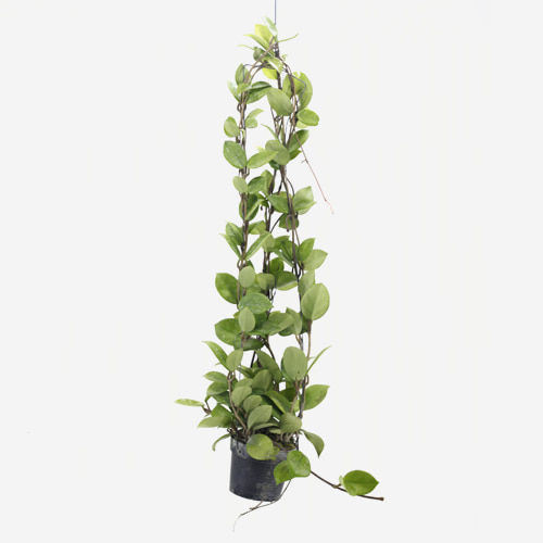 Hoya Carnosa - Houseplants or Indoorplants