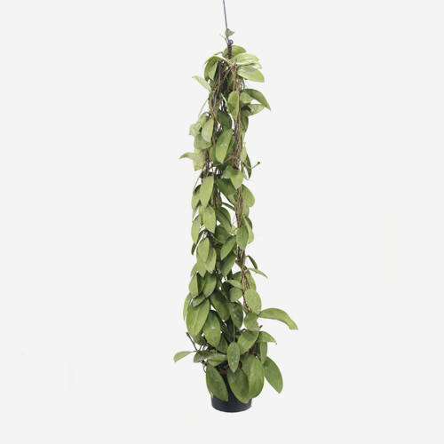 Hoya Parasitica - Houseplants or Indoorplants