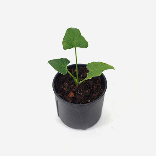 Philodendron Selloum Green (M)