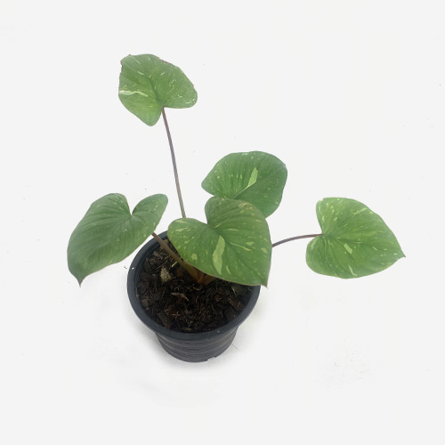Homalomena Rubescens Variegated - Houseplants or Indoorplants