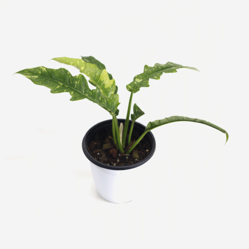 Philodendron ring of fire - Houseplants or Indoorplants