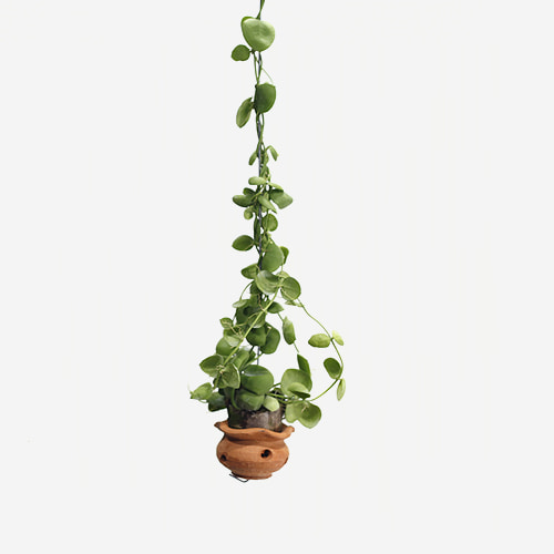 Dischidia Imbricata(Clay pot) - Houseplants or Indoorplants