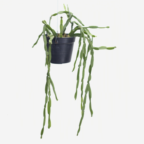 Rhipsalis Paradoxa - Houseplants or Indoorplants