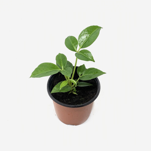 Tupidanthus Calyptratus - Houseplants or Indoorplants