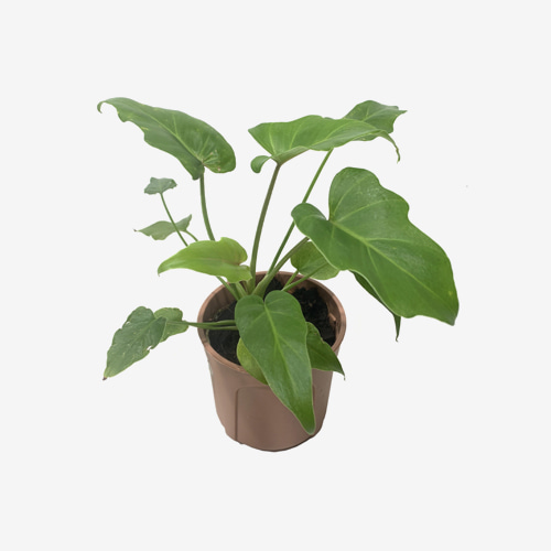 Philodendron Xanadu - Houseplants or Indoorplants