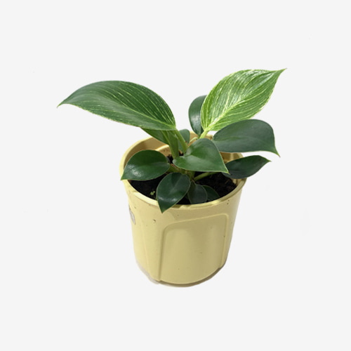 Philodendron Birkin(M) - Houseplants or Indoorplants