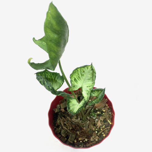 Syngonium Godzilla - Houseplants or Indoorplants