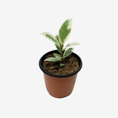 Ficus Elastica Tineke - Houseplants or Indoorplants