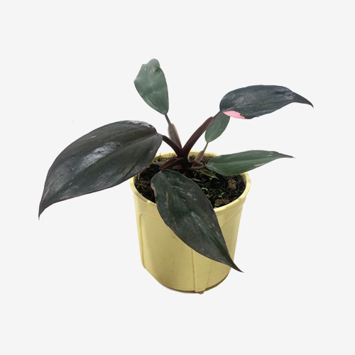 Philodendron Pink Princess - Houseplants or Indoorplants