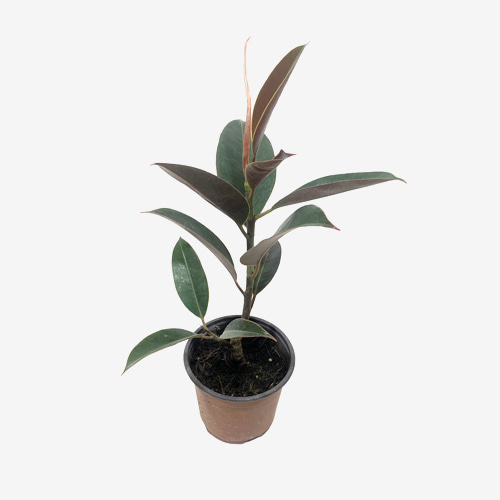 Ficus elastica Robusta - Houseplants or Indoorplants