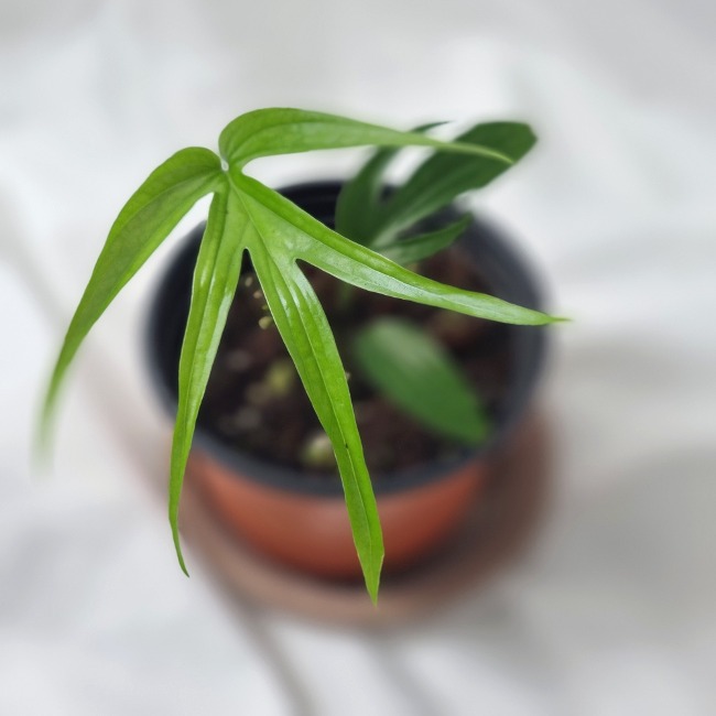 아미드리움 지펠리아넘 Amydrium Zippelianum [잎: 1~2장]