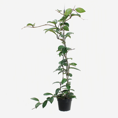 Hoya Carnosa Dark Red - Houseplants or Indoorplants
