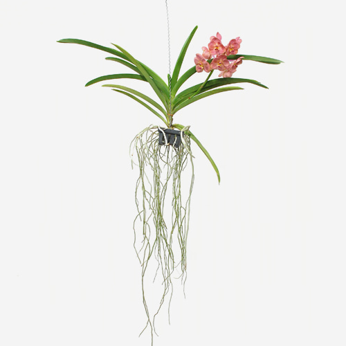 Orchid Vanda Hybrid