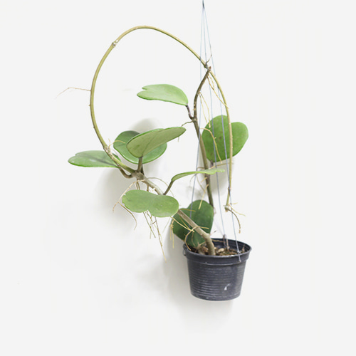 Hoya Kerrii (Big) - Houseplants or Indoorplants