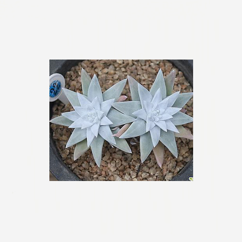 Dudleya White Gnoma