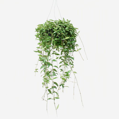 Hoya Lacunosa(Big) - Houseplants or Indoorplants