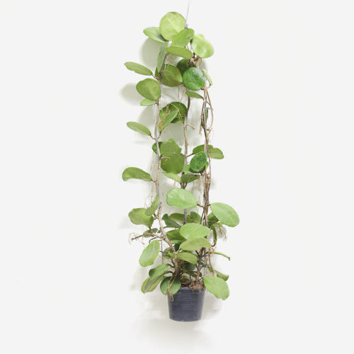 Hoya Obovata(50cm) - Houseplants or Indoorplants
