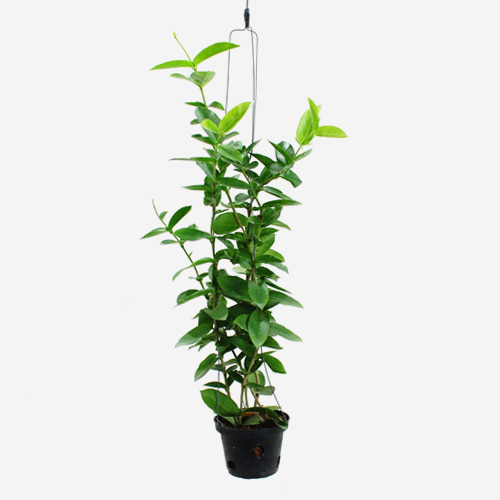 Hoya Densifolia - Houseplants or Indoorplants