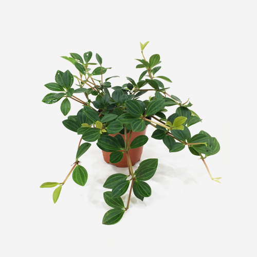 Peperomia Dahlstedtii