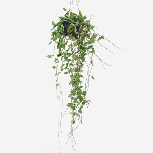 Hoya Noid - Houseplants or Indoorplants