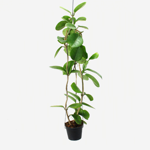 Hoya Australis - Houseplants or Indoorplants