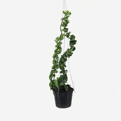 Hoya Compacta(Long) - Houseplants or Indoorplants